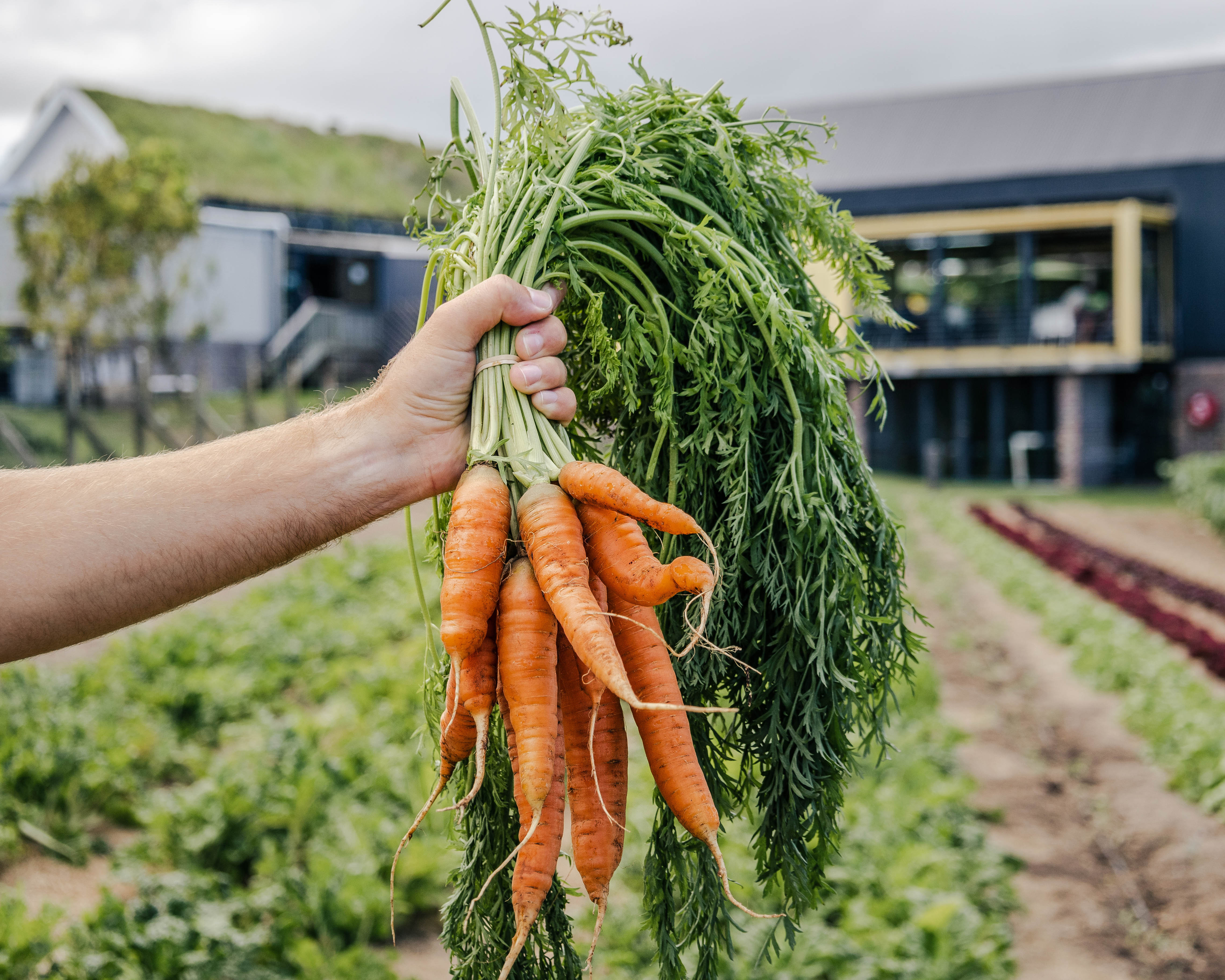A hand holding bunch of freshly grown carrots.